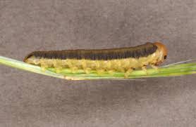 Attēlu rezultāti vaicājumam “Hadula trifolii larva”