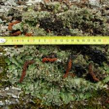 Attēlu rezultāti vaicājumam “Lobaria amplissima”