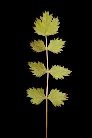 Attēlu rezultāti vaicājumam “Pimpinella saxifraga leaf”