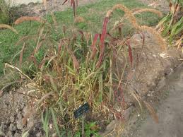 Attēlu rezultāti vaicājumam “Setaria viridis fruit”