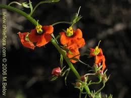 Image result for Alonsoa liniflora