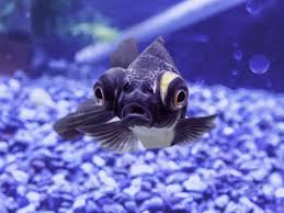 Image result for 出目金