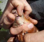 Картинки по запросу белку зажевало в диск