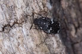 Attēlu rezultāti vaicājumam “Megatoma undata”