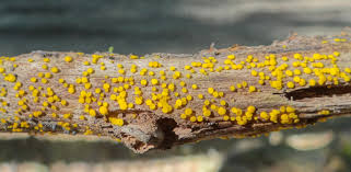 Attēlu rezultāti vaicājumam “Bisporella citrina”