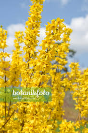 Attēlu rezultāti vaicājumam “Forsythia intermedia”