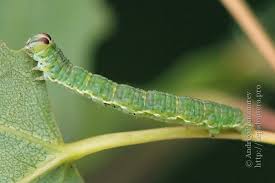 Attēlu rezultāti vaicājumam “Lomaspilis marginata”