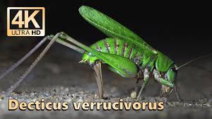 Attēlu rezultāti vaicājumam “Decticus verrucivorus”