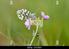 Attēlu rezultāti vaicājumam “Anthocharis cardamines underside”