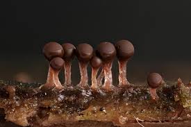 Attēlu rezultāti vaicājumam “Trichia decipiens”