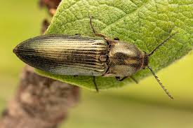 Attēlu rezultāti vaicājumam “Ctenicera pectinicornis female”