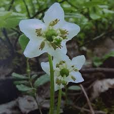 Attēlu rezultāti vaicājumam “Moneses uniflora fruit”