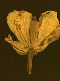 Attēlu rezultāti vaicājumam “Rorippa sylvestris flower”