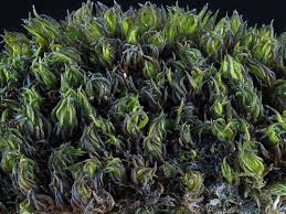 Attēlu rezultāti vaicājumam “Didymodon rigidulus sporophyte”