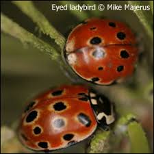 Attēlu rezultāti vaicājumam “Anatis ocellata”