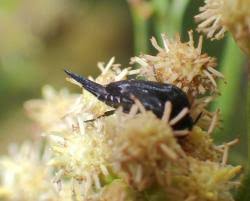 Attēlu rezultāti vaicājumam “Mordella sp.”