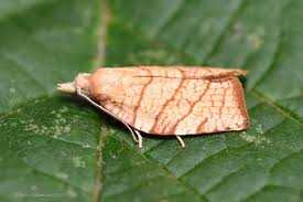 Attēlu rezultāti vaicājumam “Pandemis corylana”