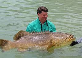 Image result for Epinephelus itajara