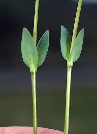 Attēlu rezultāti vaicājumam “Diderma umbilicatum stalked”