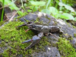 Attēlu rezultāti vaicājumam “Astacus astacus”