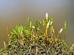 Attēlu rezultāti vaicājumam “Amblystegium serpens macro”