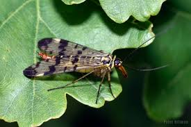 Attēlu rezultāti vaicājumam “Panorpa communis imago”