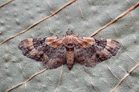 Attēlu rezultāti vaicājumam “Eupithecia linariata”