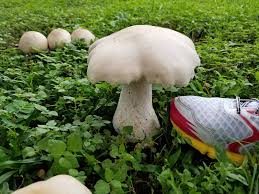 Image result for macrocybe titans