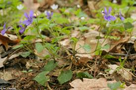 Attēlu rezultāti vaicājumam “Viola reichenbachiana”