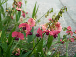 Attēlu rezultāti vaicājumam “Lathyrus sylvestris fruit”