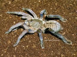 Attēlu rezultāti vaicājumam “Trichia longipalpis”