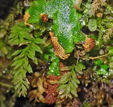 Attēlu rezultāti vaicājumam “Thamnobryum subserratum sporophyte”