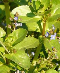 Attēlu rezultāti vaicājumam “Veronica beccabunga bud”