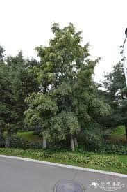 Attēlu rezultāti vaicājumam “Tilia amurensis”