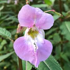 Image result for Impatiens glandulifera