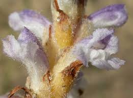 Attēlu rezultāti vaicājumam “Orobanche coerulescens”