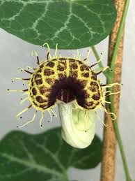 Attēlu rezultāti vaicājumam “Aristolochia durior”