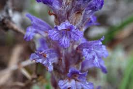 Attēlu rezultāti vaicājumam “Orobanche coerulescens flower”
