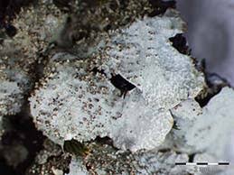 Attēlu rezultāti vaicājumam “Parmelia submontana”