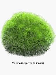 Imagini pentru Cladophora aegagropila