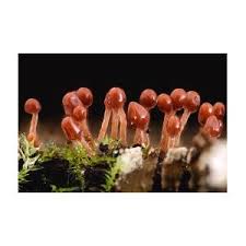 Attēlu rezultāti vaicājumam “Hemitrichia sp.”