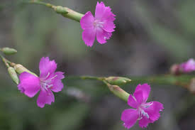 Image result for Steinnelke