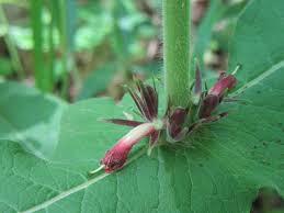 Attēlu rezultāti vaicājumam “Caprifoliaceae”