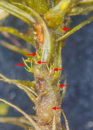 Attēlu rezultāti vaicājumam “Dicranum montanum sporophyte”