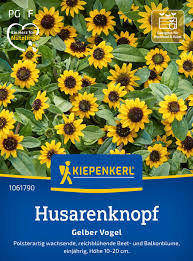 Image result for Sanvitalia procumbens