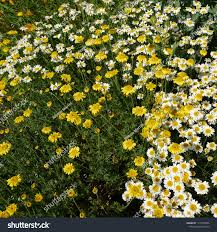 Attēlu rezultāti vaicājumam “Anthemis tinctoria leaf”