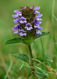 Attēlu rezultāti vaicājumam “Prunella vulgaris”