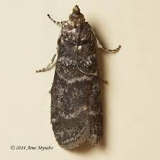 Attēlu rezultāti vaicājumam “Ortholepis betulae”