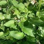 Attēlu rezultāti vaicājumam “Symphytum asperum leaf”