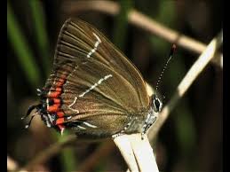 Attēlu rezultāti vaicājumam “Satyrium w-album underside”